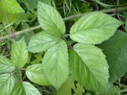 Rubus ostroviensis (jeżyna ostrowska)