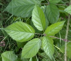 Rubus ostroviensis (jeżyna ostrowska)