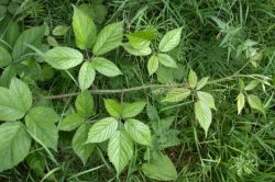 Rubus ostroviensis (jeżyna ostrowska)