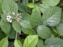 Rubus ostroviensis (jeżyna ostrowska)