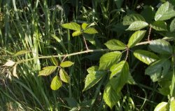 Rubus ostroviensis (jeżyna ostrowska)