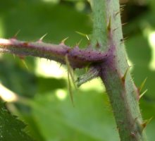 Rubus ostroviensis (jeżyna ostrowska)