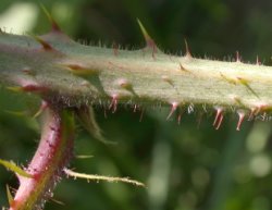 Rubus ostroviensis (jeżyna ostrowska)