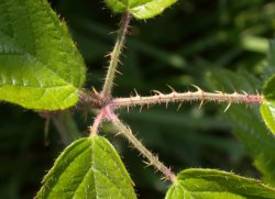 Rubus ostroviensis (jeżyna ostrowska)