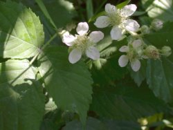 Rubus ostroviensis (jeżyna ostrowska)