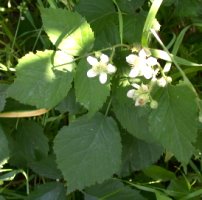 Rubus ostroviensis (jeżyna ostrowska)