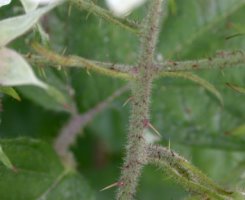 Rubus ostroviensis (jeżyna ostrowska)