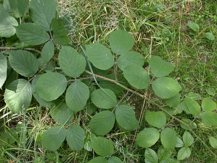 Rubus pedemontanus (jeżyna Bellardiego)