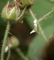 Rubus pedemontanus (jeżyna Bellardiego)
