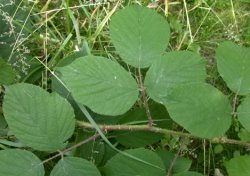 Rubus pedemontanus (jeżyna Bellardiego)