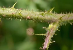 Rubus pedemontanus (jeżyna Bellardiego)