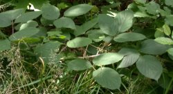 Rubus pedemontanus (jeżyna Bellardiego)