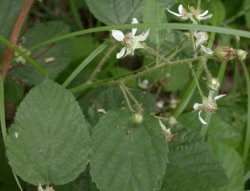 Rubus pedemontanus (jeżyna Bellardiego)