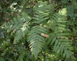 Pteridium aquilinum (orlica pospolita)