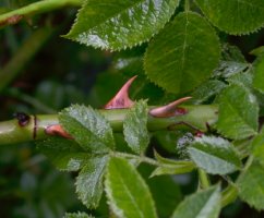 Rosa agrestis