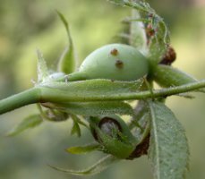 Rosa agrestis