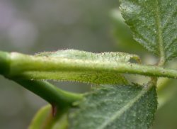 Rosa agrestis