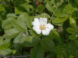 Rosa agrestis