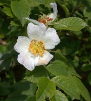 Rosa agrestis