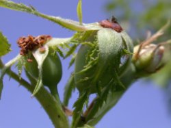 Rosa agrestis