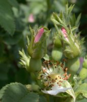 Rosa canina