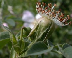 Rosa canina