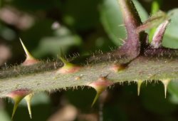 Rubus capitulatus (jeżyna główkowata)