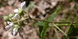 Rubus capitulatus (jeżyna główkowata)