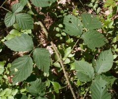 Rubus capitulatus (jeżyna główkowata)