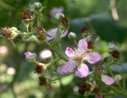 Rubus grabowskii (jeżyna bukietowa)