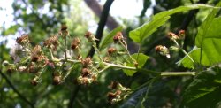 Rubus grabowskii (jeżyna bukietowa)