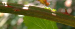 Rubus grabowskii (jeżyna bukietowa)