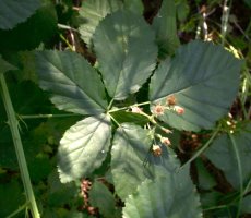 Rubus grabowskii (jeżyna bukietowa)