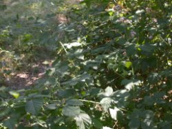 Rubus grabowskii (jeżyna bukietowa)