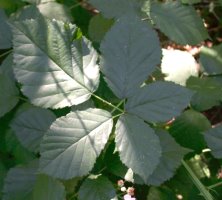 Rubus grabowskii (jeżyna bukietowa)