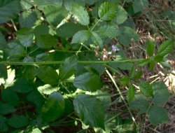 Rubus grabowskii (jeżyna bukietowa)