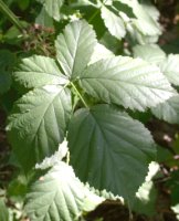 Rubus grabowskii (jeżyna bukietowa)