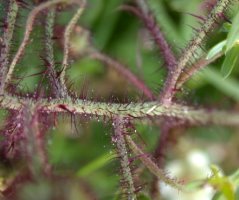 Rubus hirtus agg. (jeżyna gruczołowata)