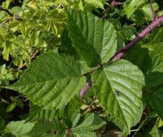 Rubus hirtus agg. (jeżyna gruczołowata)