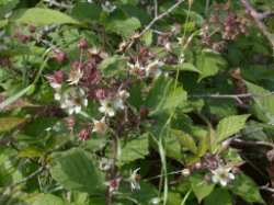 Rubus hirtus agg. (jeżyna gruczołowata)