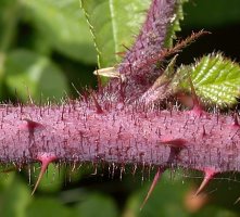 Rubus hirtus agg. (jeżyna gruczołowata)