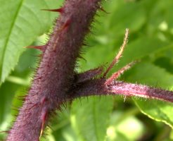 Rubus hirtus agg. (jeżyna gruczołowata)