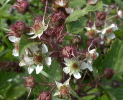 Rubus hirtus agg. (jeżyna gruczołowata)