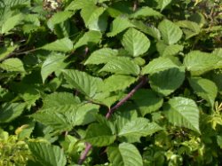 Rubus hirtus agg. (jeżyna gruczołowata)