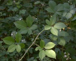 Rubus lamprocaulos (jeżyna skąpokwiatowa)