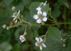 Rubus lamprocaulos (jeżyna skąpokwiatowa)