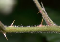 Rubus lamprocaulos (jeżyna skąpokwiatowa)