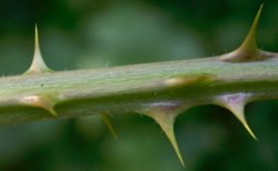 Rubus lamprocaulos (jeżyna skąpokwiatowa)