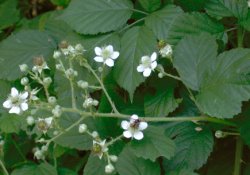 Rubus lamprocaulos (jeżyna skąpokwiatowa)