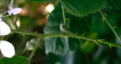 Rubus nemoralis (jeżyna smukłokolcowa)